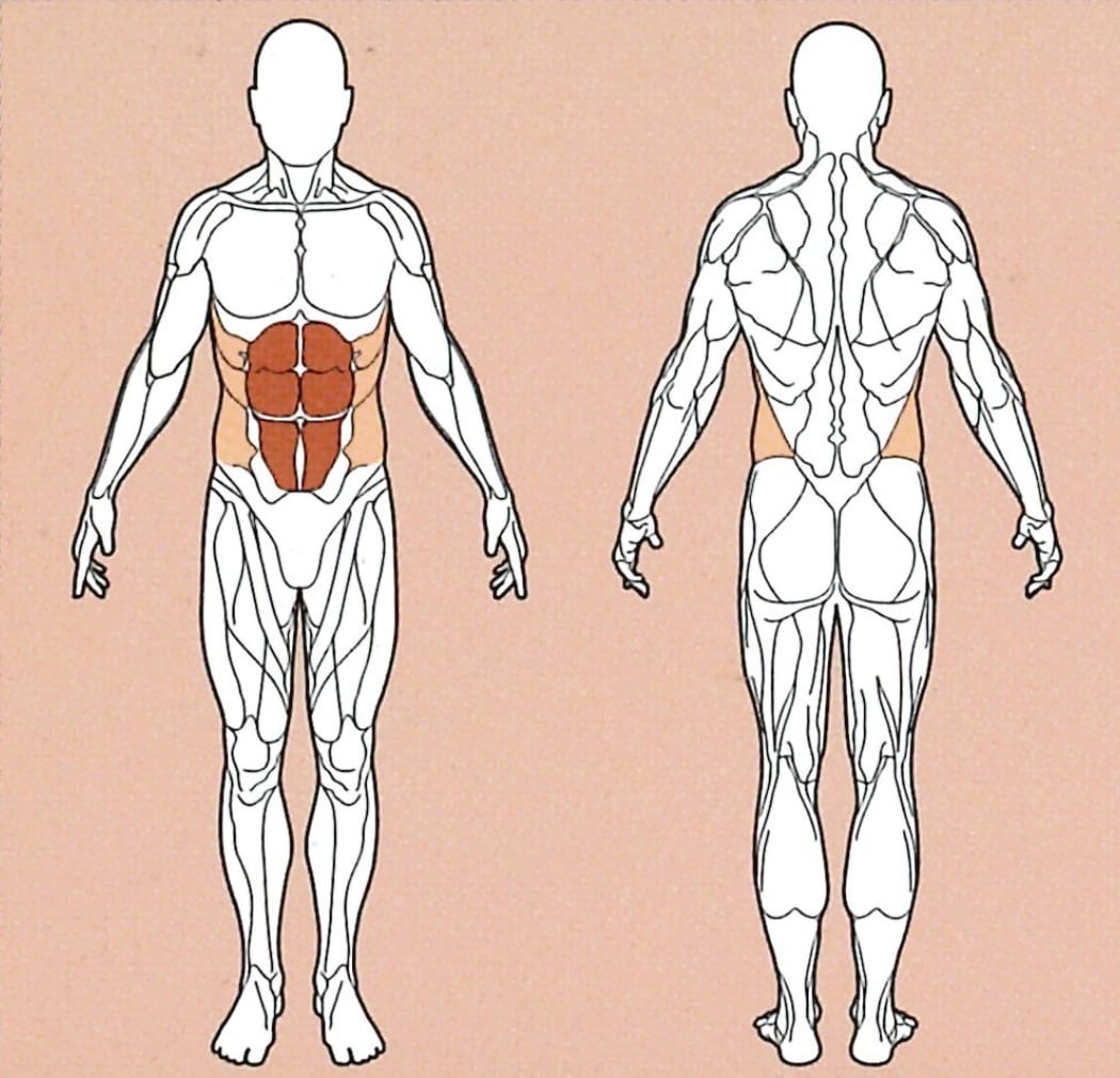 Rumpfbeuge-Muskelgruppe
