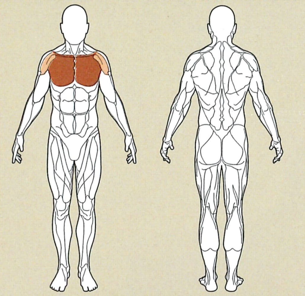 fliegendeBewegungKabel-Muskelgruppe