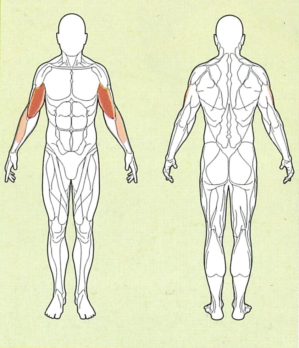 hammergriff-muskelgruppe