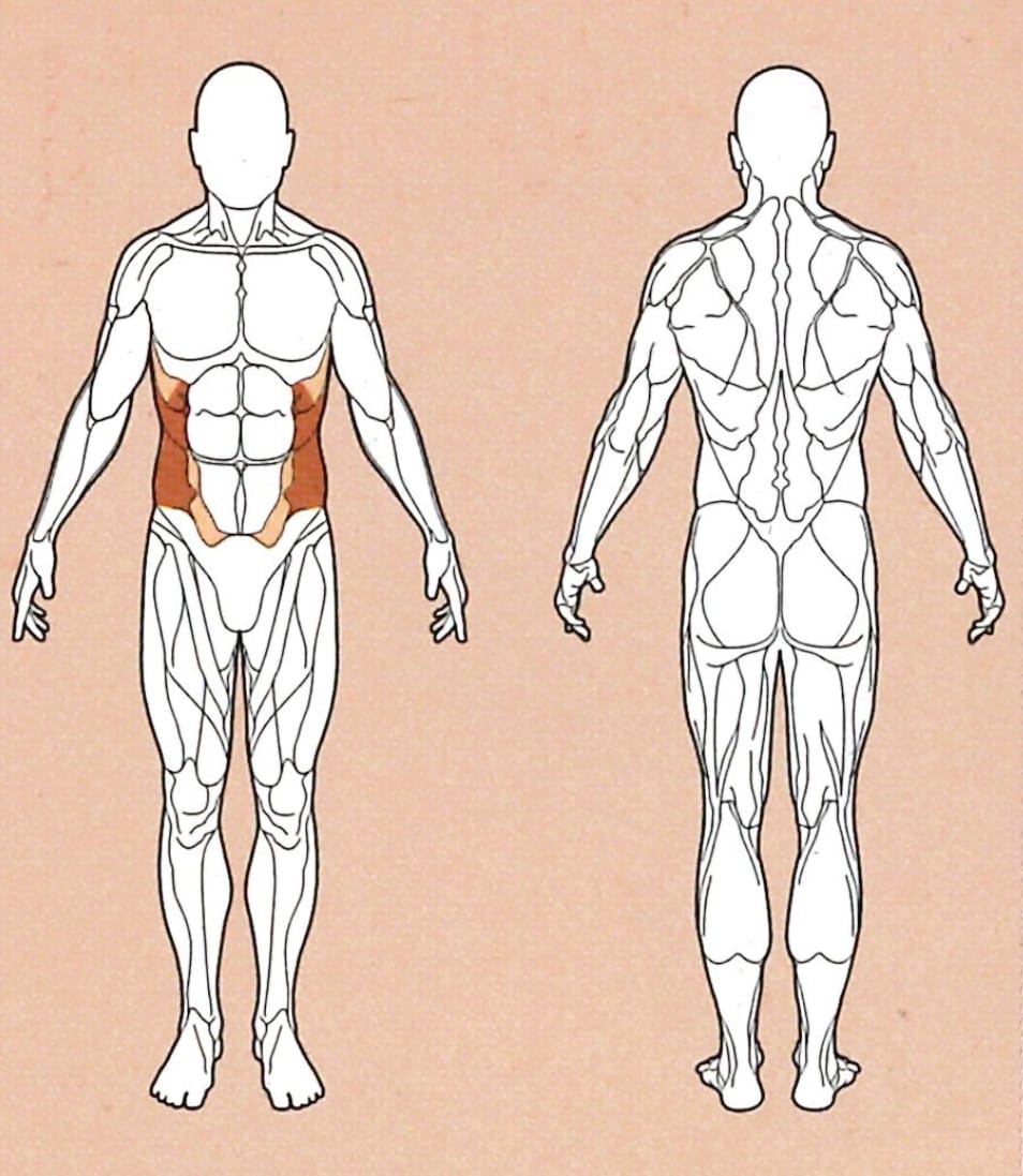 SeitbeugeRoemisch-Muskelgruppe