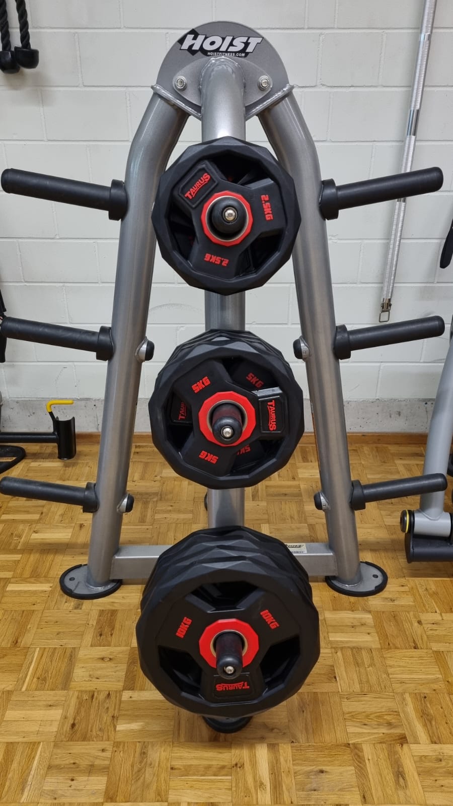 Rueckenzug-Muskelgruppe